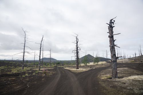 Ground Roads over Wasteland with Trees