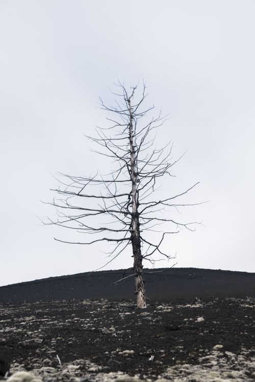Free A single, leafless tree stands in a rocky wasteland set against an overcast sky, evoking desolation. Stock Photo