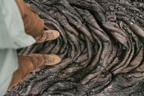 Free Top view of a person standing on intricate tree roots in nature. Stock Photo