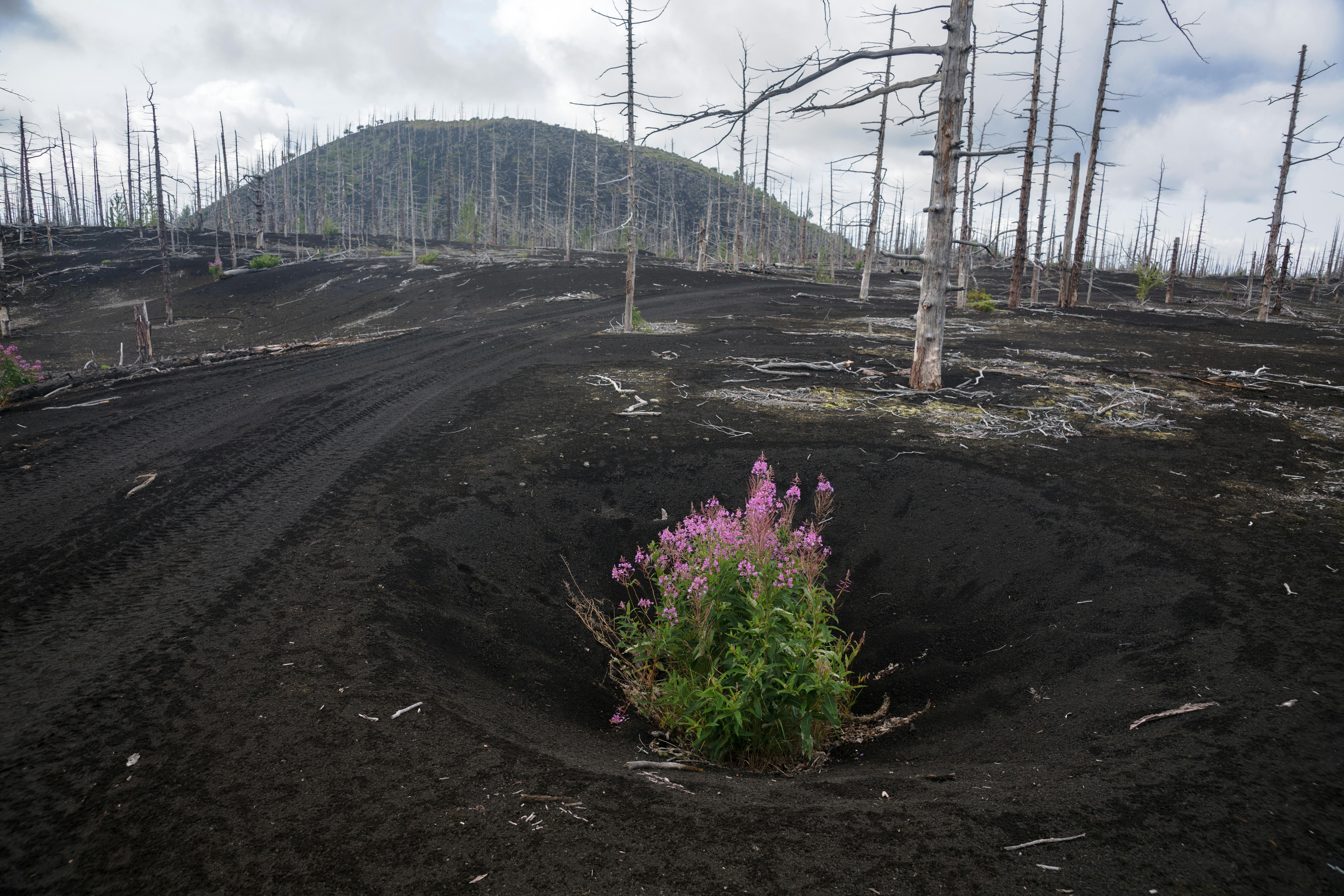 在贫瘠、遭受火灾破坏的土地上，坚韧的野花在阴沉的天空下绽放