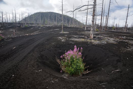 在贫瘠、遭受火灾破坏的土地上，坚韧的野花在阴沉的天空下绽放