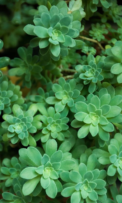 Free A vibrant display of lush green succulent plants creating a natural and fresh texture. Stock Photo