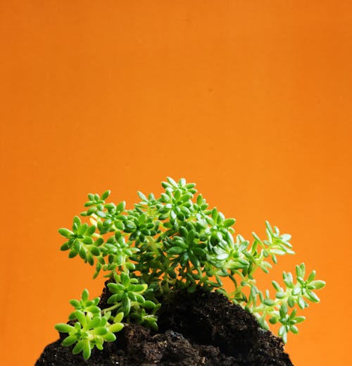 orange_background, 土, 多肉植物 的 免費圖庫相片