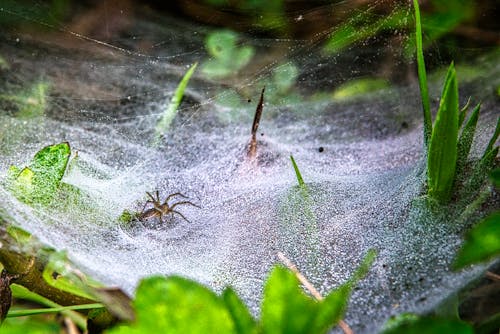 Spider on Web on Green Leaves