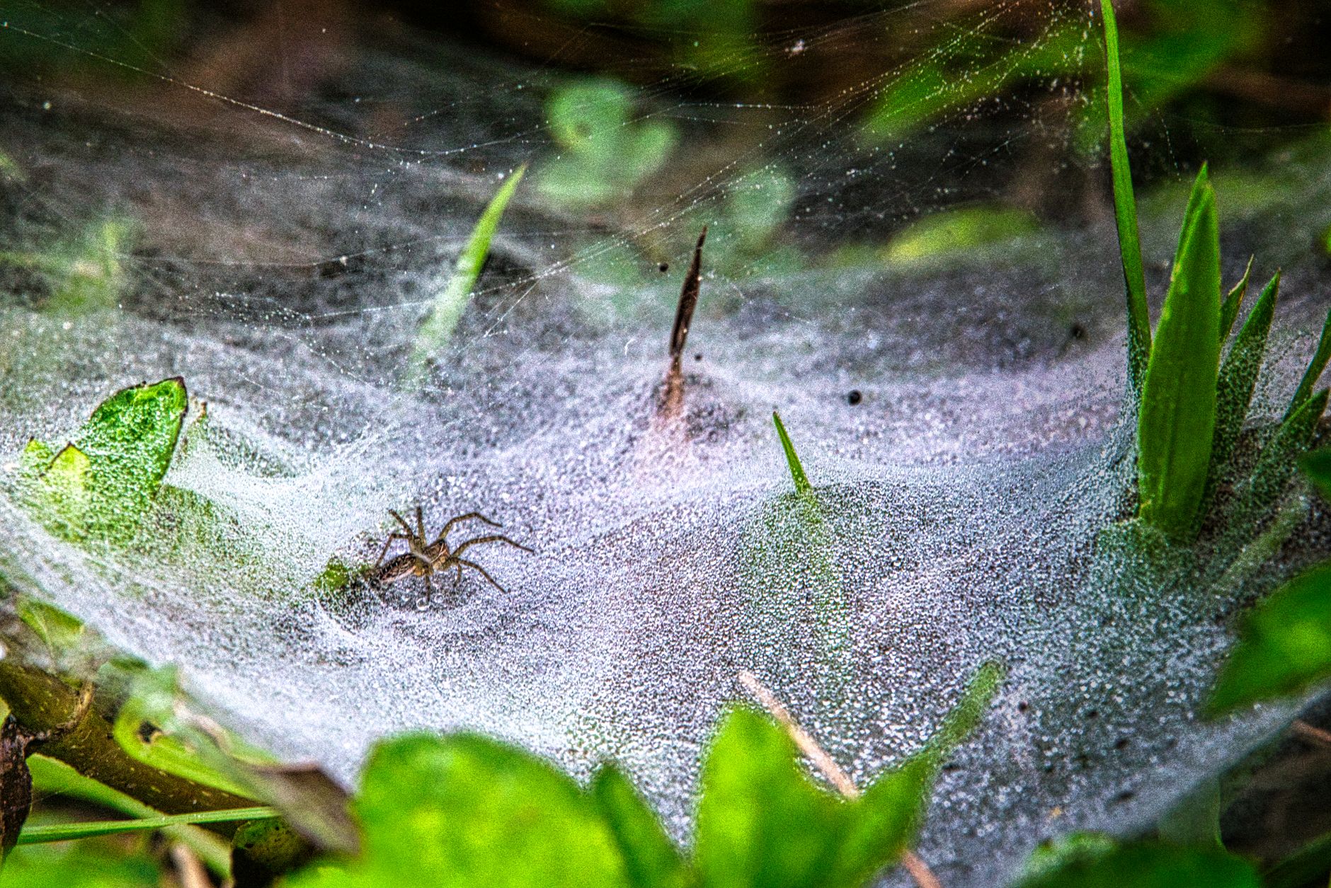 web scraping without getting blocked