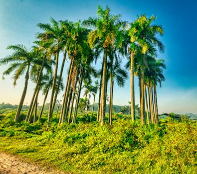Lush tropical palm trees in Gunung Sindur, West Java, Indonesia under a clear blue sky.