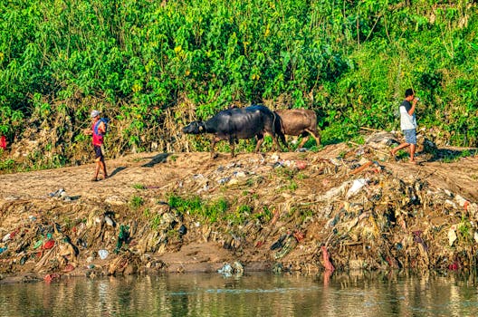 People walking with buffalo along a river in Gunung Sindur, West Java.