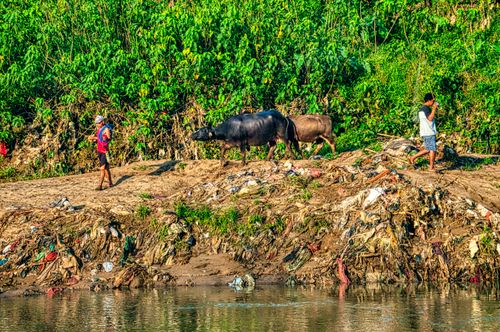 Free People walking with buffalo along a river in Gunung Sindur, West Java. Stock Photo