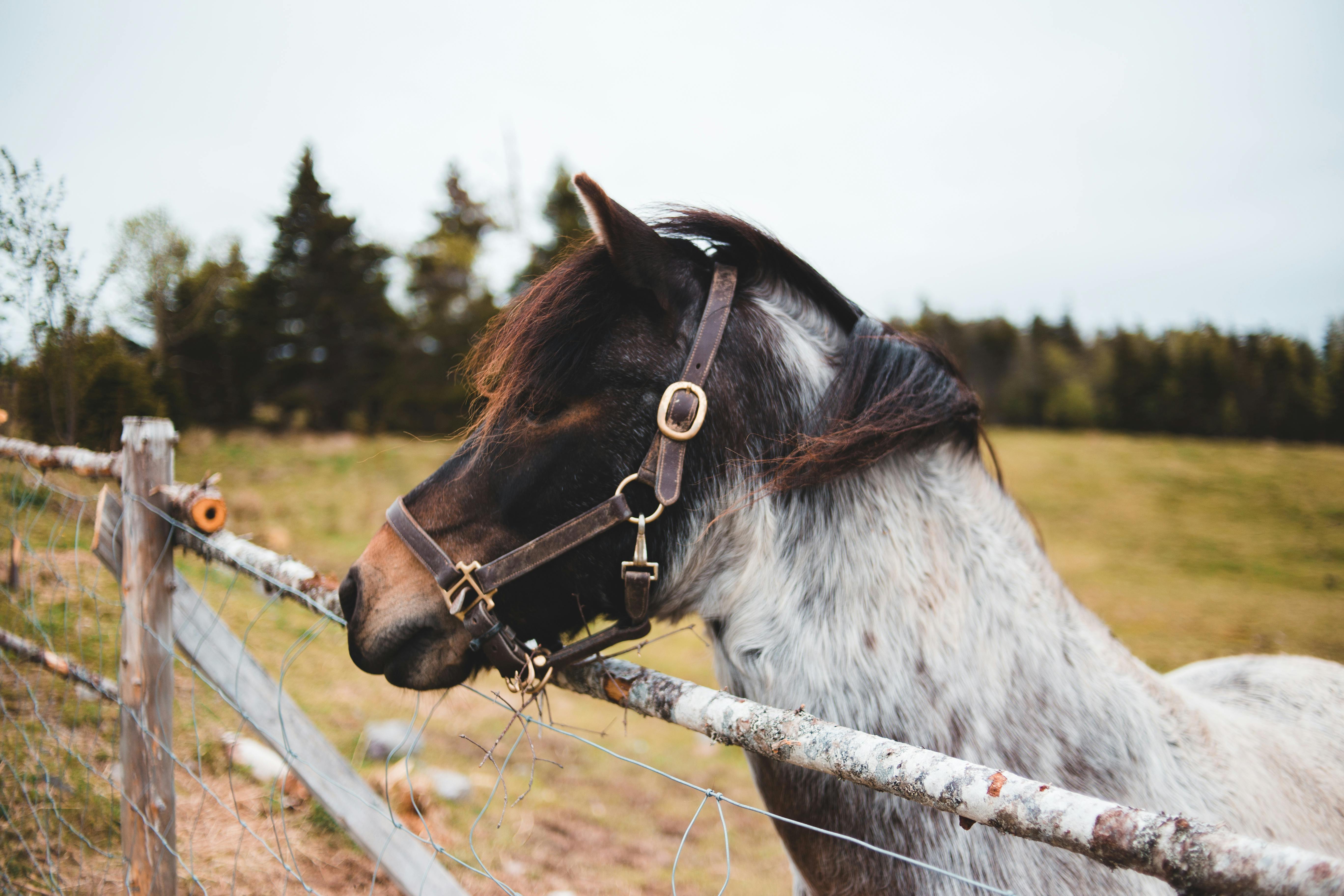 Side view of purebred horse standing on grassy meadow near enclosure in village under gray sky in gloomy weather