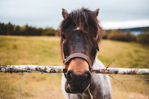 Snout of purebred horse pasturing on grassy field in village near timber enclosure under gray sky