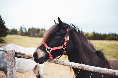 Black horse standing in paddock in farmland