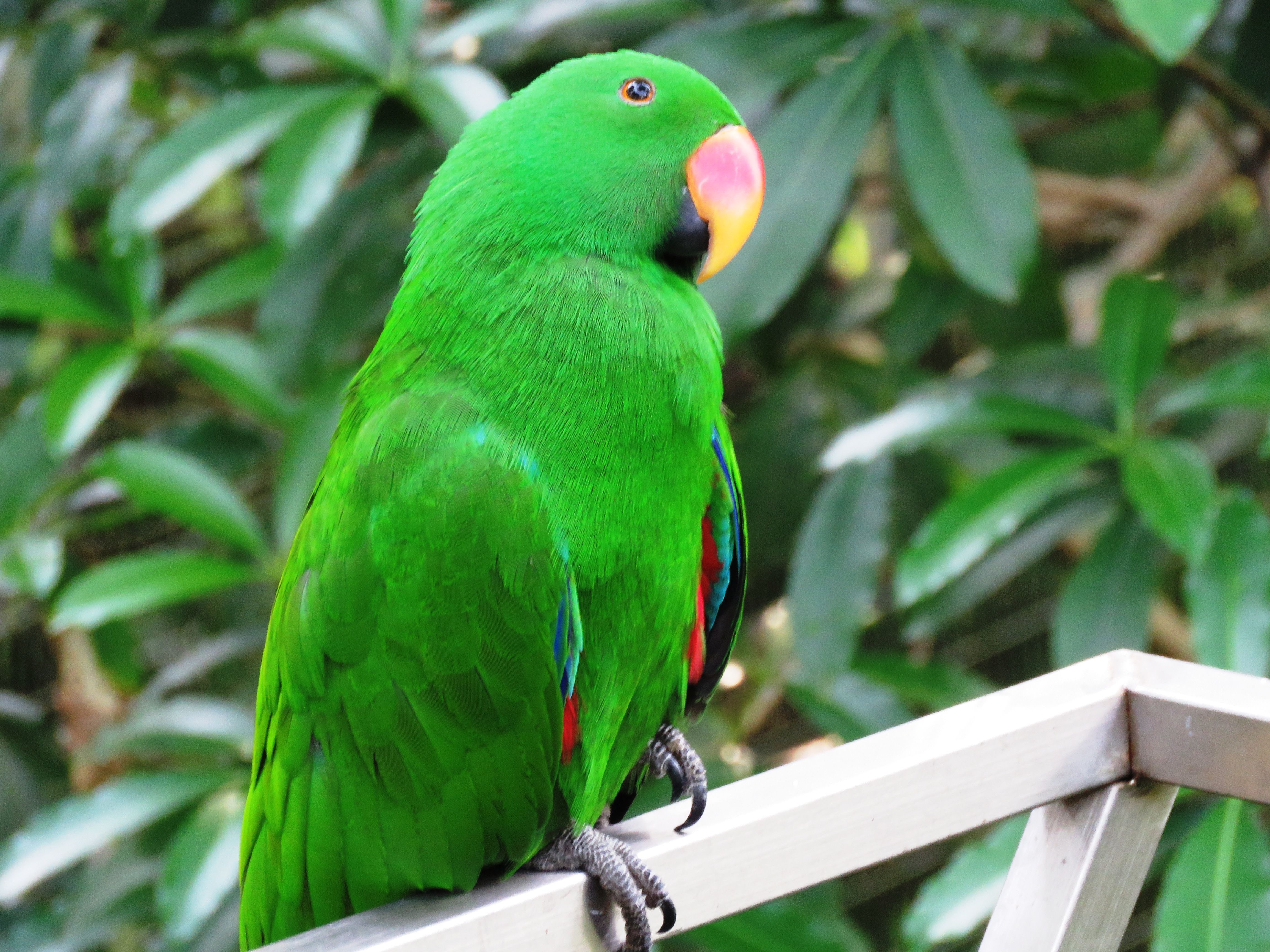 Exotic pet