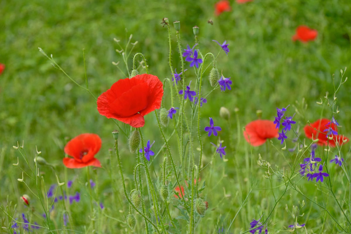 Cover image for Shared Accountability Means No Accountability