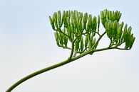 近距离拍摄盛开的龙舌兰，绿芽映衬着晴朗的蓝天