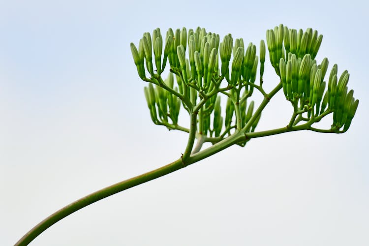 Agave Americana Flowering Plant In Daylight