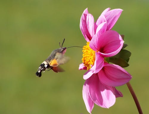 Ilmainen kuvapankkikuva tunnisteilla hummingbird hawk moth, hyönteinen, karppi-häntä