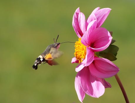 بستان ورد المصــــــــراوية - صفحة 62 Hummingbird-hawk-moth-butterfly-macroglossum-stellatarum-dove-tail-45841