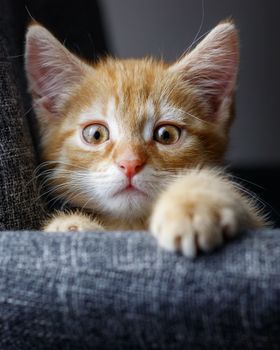 这只可爱的橙色虎斑猫，睁着大眼睛，显得既好奇又顽皮