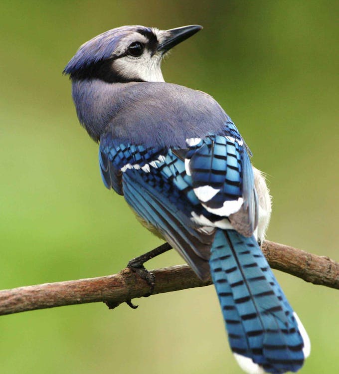 Gratuit Fermer La Photographie Sur L'oiseau à Plumes Bleu Blanc Et Gris Photos