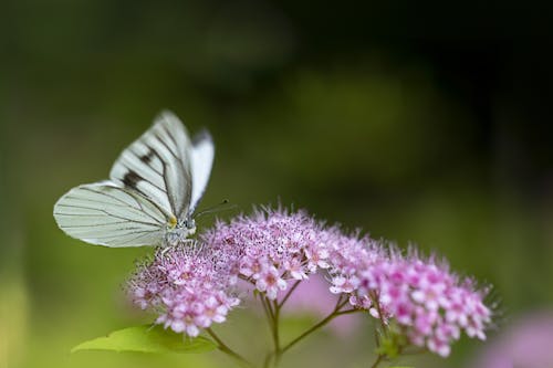 Free Butterfly on a Flower Stock Photo