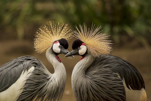 Free 2 Grey and Black Birds Stock Photo