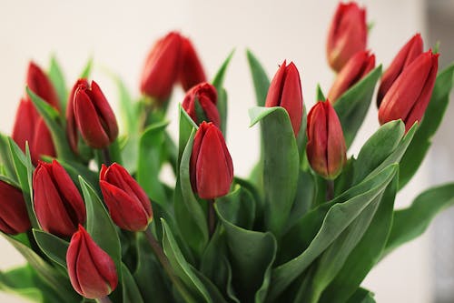 Bunch of fresh red tulips buds