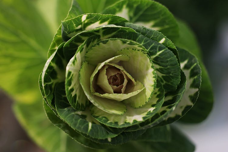 White Cabbage Flower