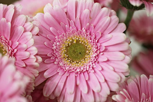 Tender pink gerbera flowers in garden