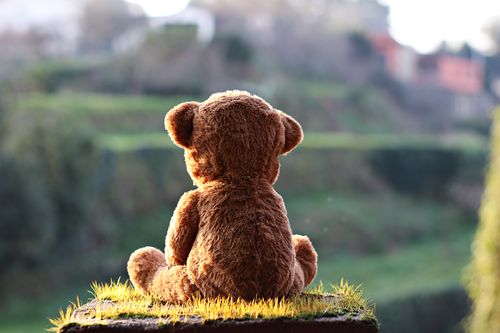 Free Soft plush teddy bear placed on grassy log in green park on sunny day Stock Photo