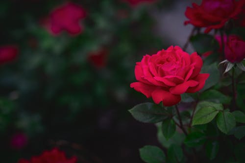 Free stock photo of dark, flower, flower bed