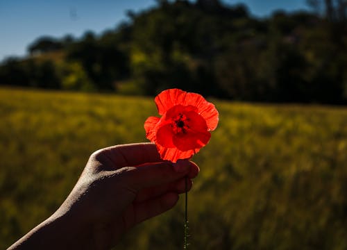 Fotobanka s bezplatnými fotkami na tému colore rosso, fiore del papavero