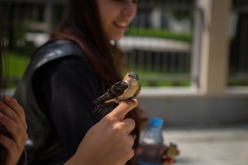 Bird on Person's Hand