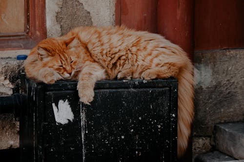 Orange Tabby Cat Lying on Black Wooden Table