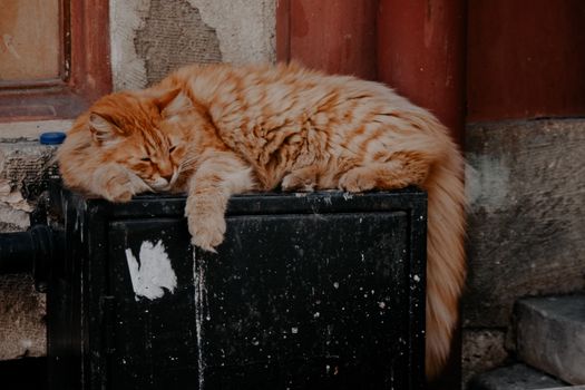 在土耳其伊斯坦布尔的街道上，一只毛茸茸的橙色虎斑猫正安静地睡着