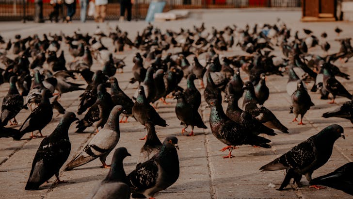 Flock of pigeons walking on street