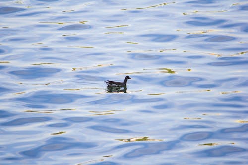 Free stock photo of animal, belo horizonte, lagoa