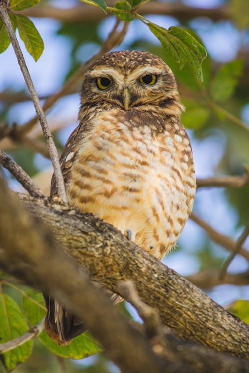 Free stock photo of animal, belo horizonte, coruja