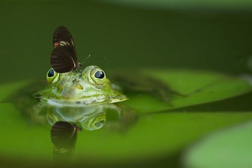 长翼蝴蝶在青蛙头上浸泡在水面上