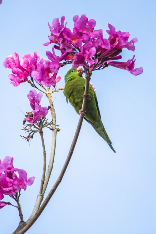 Free stock photo of arbusto de florescência, observação de pássaros