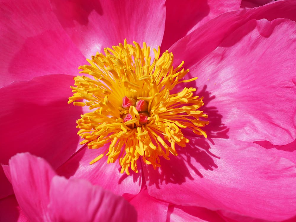 бесплатная Розовый и желтый цветок Стоковое фото