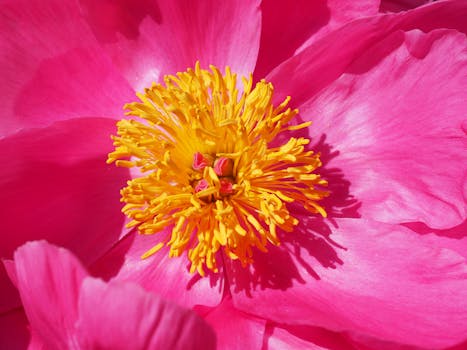 Pink and Yellow Flower