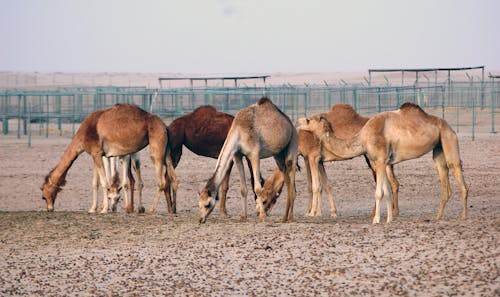 Herd of Camel on the Desert