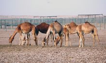 Brown Camels on Brown Sand