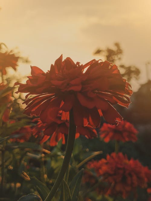 Free stock photo of artificial flowers, beautiful flower, beautiful sunset