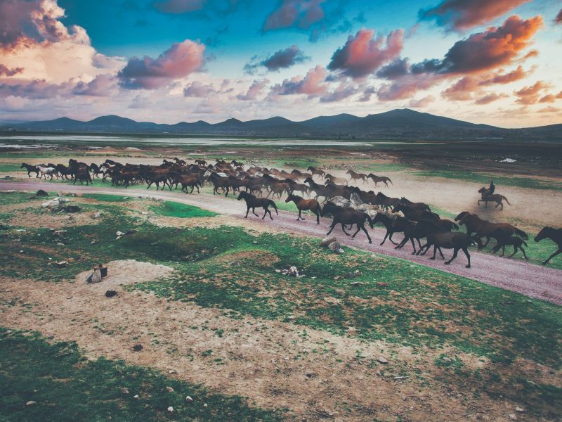 Kayseri ovalarında gün batımında koşan at sürüsü