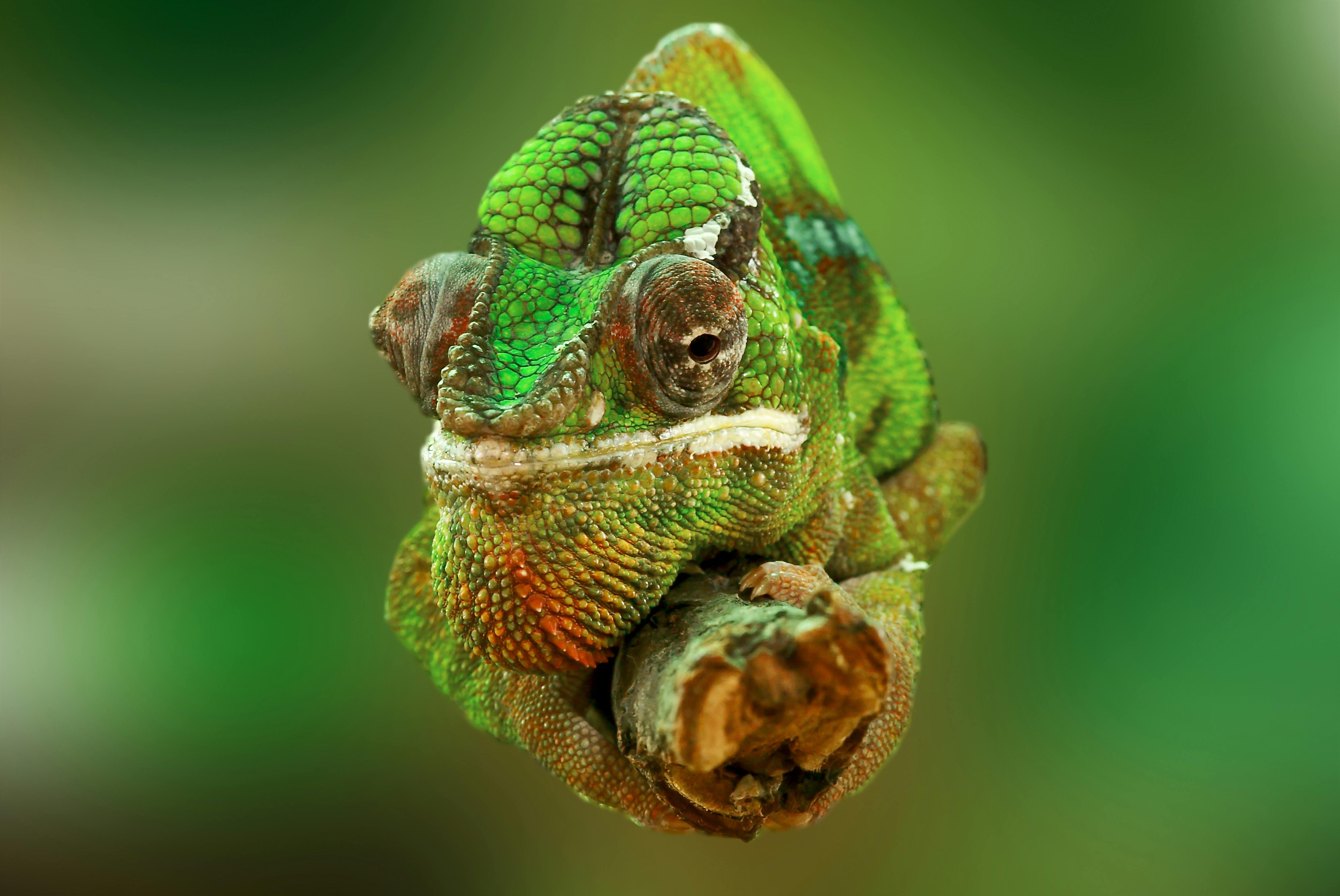 Panther chameleon HD wallpapers free download  Wallpaperbetter