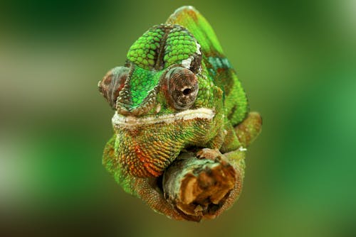 Brown and Green Cameleon