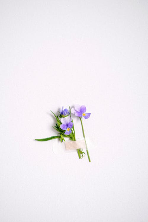 Purple and White Flower on White Wall