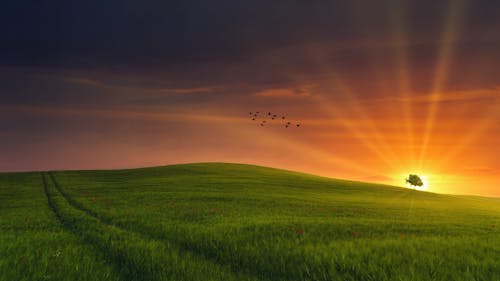 Free Spectacular scenery of bright sun shining over lonely tree growing on grassy hilly field against colorful sunset sky with flying birds Stock Photo