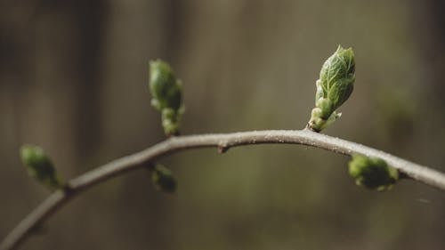 Green Leaf on Brown Branch